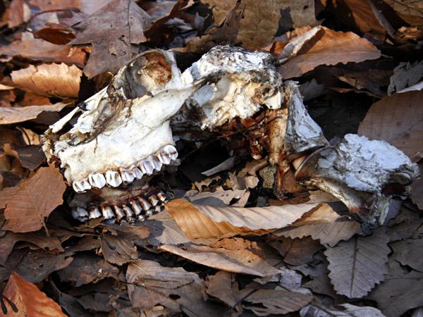 riley27.jpg - The skull Riley found
