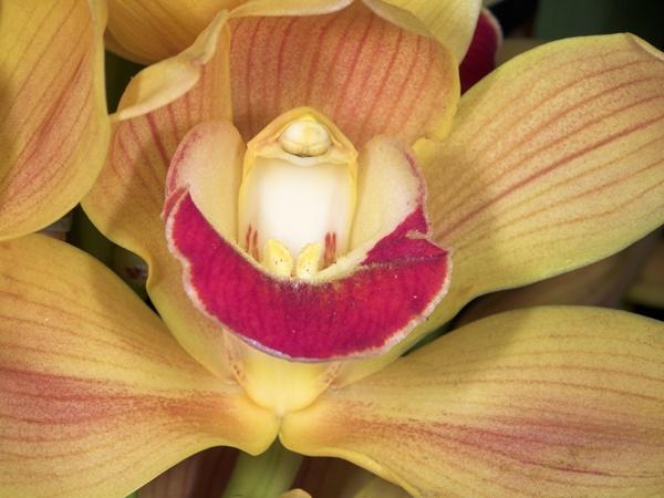 orchid10.jpg