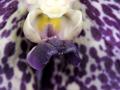 orchid26